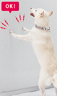 犬
